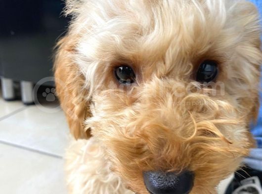 4 Aylık Yavru Toy Poodle görsel