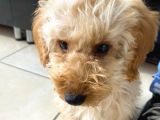 4 Aylık Yavru Toy Poodle