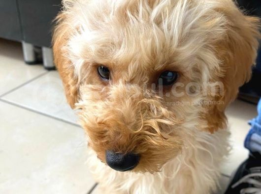 4 Aylık Yavru Toy Poodle görsel