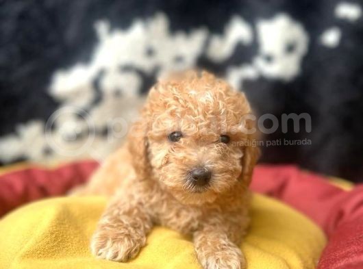 Erkek Ve Dişi 2 Aylık Show Kalite Toy Poodle Yavrular görsel
