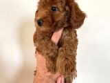 Dişi Red Brown Toy Poodle