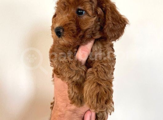 Dişi Red Brown Toy Poodle görsel