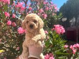 Antialerjik Safkan maltipoo Yavrularım