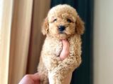 Irk Ve Sağlık Garantili Maltipoo Yavrular