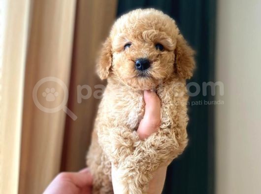 Irk Ve Sağlık Garantili Maltipoo Yavrular