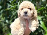 Güzel Yüzlü Maltipoo Bebeklerimiz