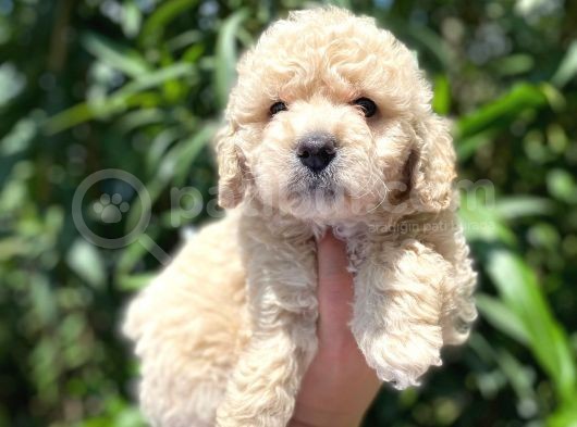 Güzel Yüzlü Maltipoo Bebeklerimiz