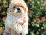 Kore Asıllı Teacup Maltipoo Bebeklerım