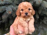 Kore Asıllı Teacup Maltipoo Bebeklerım