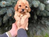 Kore Asıllı Teacup Maltipoo Bebeklerım
