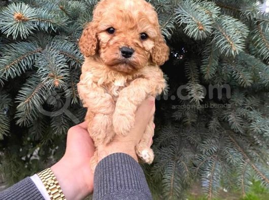 Kore Asıllı Teacup Maltipoo Bebeklerım görsel