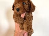 Dişi Red brown Toy poodle