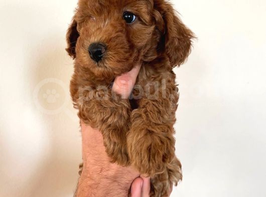 Dişi Red Brown Toy Poodle