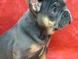 Türkiye De Efsane Olacak French Bulldog Blue Tan Dişi Yavrumuz