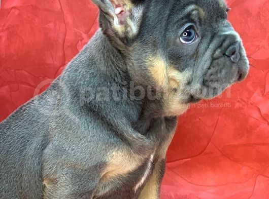 Türkiye De Efsane Olacak French Bulldog Blue Tan Dişi Yavrumuz görsel
