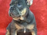 Türkiye De Efsane Olacak French Bulldog Blue Tan Dişi Yavrumuz