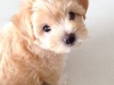 VONALP PET GARANTİSİYLE MUHTEŞEM GÜZELLİKTE MALTİPOO BEBEKLERİMİZ
