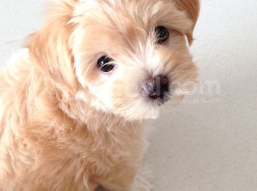 VONALP PET GARANTİSİYLE MUHTEŞEM GÜZELLİKTE MALTİPOO BEBEKLERİMİZ