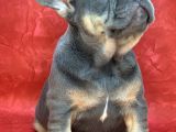 Türkiye De Efsane Olacak French Bulldog Blue Tan Dişi Yavrumuz