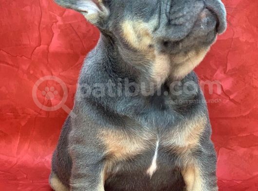 Türkiye De Efsane Olacak French Bulldog Blue Tan Dişi Yavrumuz görsel