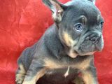 Türkiye De Efsane Olacak French Bulldog Blue Tan Dişi Yavrumuz