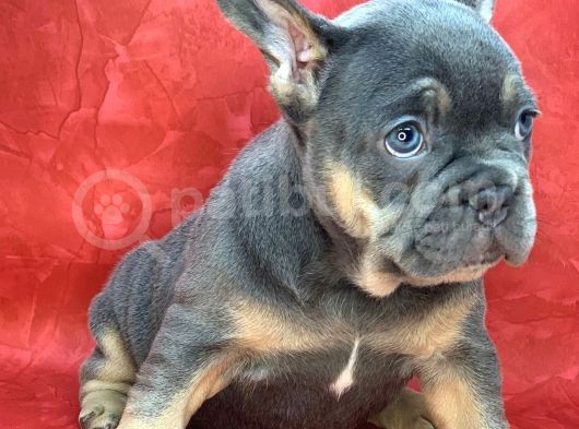 Türkiye De Efsane Olacak French Bulldog Blue Tan Dişi Yavrumuz görsel