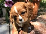 VONALP PET GARANTİSİYLE MUHTEŞEM CAVALİER BEBEKLERİMİZ
