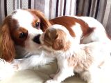 VONALP PET GARANTİSİYLE MUKEMMEL SAFLIKTA CAVALİER KING CHARLES YAVRULAR