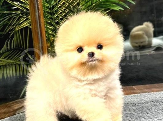 Muhteşem Güzelliğe Sahip Pomeranian Dişi Ve Erkek Bebeklerimiz