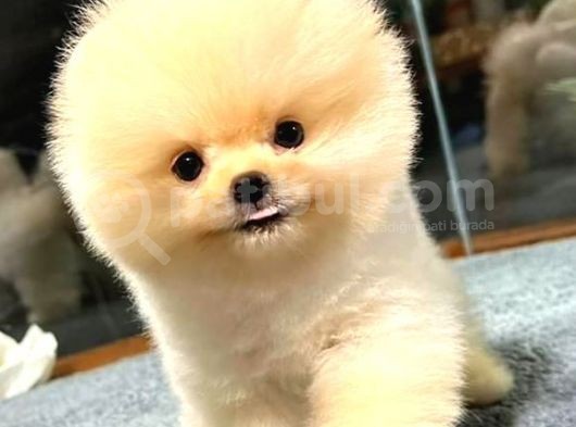 Muhteşem Güzelliğe Sahip Pomeranian Dişi Ve Erkek Bebeklerimiz görsel