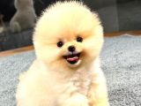 Muhteşem Güzelliğe Sahip Pomeranian Dişi Ve Erkek Bebeklerimiz