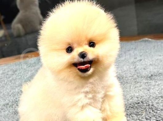 Muhteşem Güzelliğe Sahip Pomeranian Dişi Ve Erkek Bebeklerimiz görsel