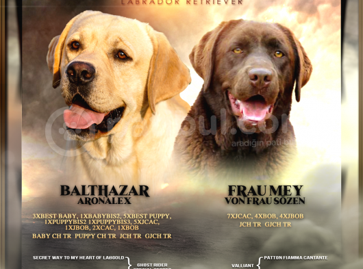 Fci-Kif Secereli Labrador Retriever Yavrular görsel