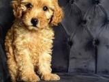 Orjinal Ev Ortamında Tuvalet Eğitimli Dişi Toy Poodle