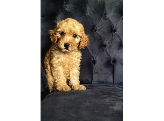 Orjinal Ev Ortamında Tuvalet Eğitimli Dişi Toy Poodle görsel