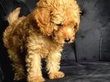 Orjinal ev ortamında tuvalet eğitimli dişi toy poodle