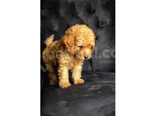 Orjinal Ev Ortamında Tuvalet Eğitimli Dişi Toy Poodle