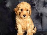 Orjinal Ev Ortamında Tuvalet Eğitimli Dişi Toy Poodle