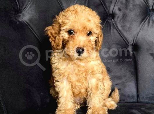 Orjinal Ev Ortamında Tuvalet Eğitimli Dişi Toy Poodle görsel