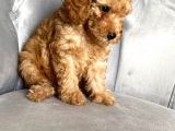 Orjinal Ev Ortamında Tuvalet Eğitimli Dişi Toy Poodle