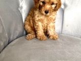 Orjinal Ev Ortamında Tuvalet Eğitimli Dişi Toy Poodle