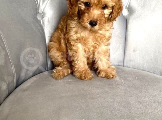 Orjinal Ev Ortamında Tuvalet Eğitimli Dişi Toy Poodle görsel