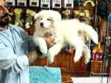 BEMBEYAZ SAMOYED YAVRULARIMIZ