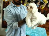 Karbeyaz Maltese Terri̇er 0 Numara