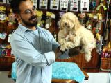 A Scrli̇ Dogal Deprem Uyarisi Toy Poodle