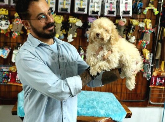 A Scrli̇ Dogal Deprem Uyarisi Toy Poodle görsel