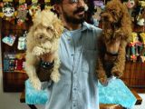 A SCRLİ DOGAL DEPREM UYARISI TOY POODLE