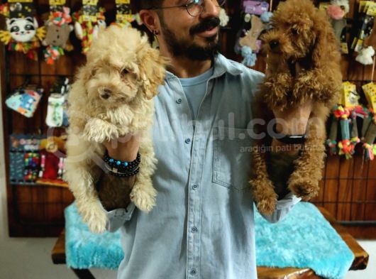 A Scrli̇ Dogal Deprem Uyarisi Toy Poodle