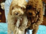 A Scrli̇ Dogal Deprem Uyarisi Toy Poodle
