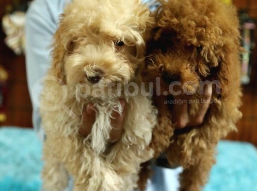 A Scrli̇ Dogal Deprem Uyarisi Toy Poodle görsel